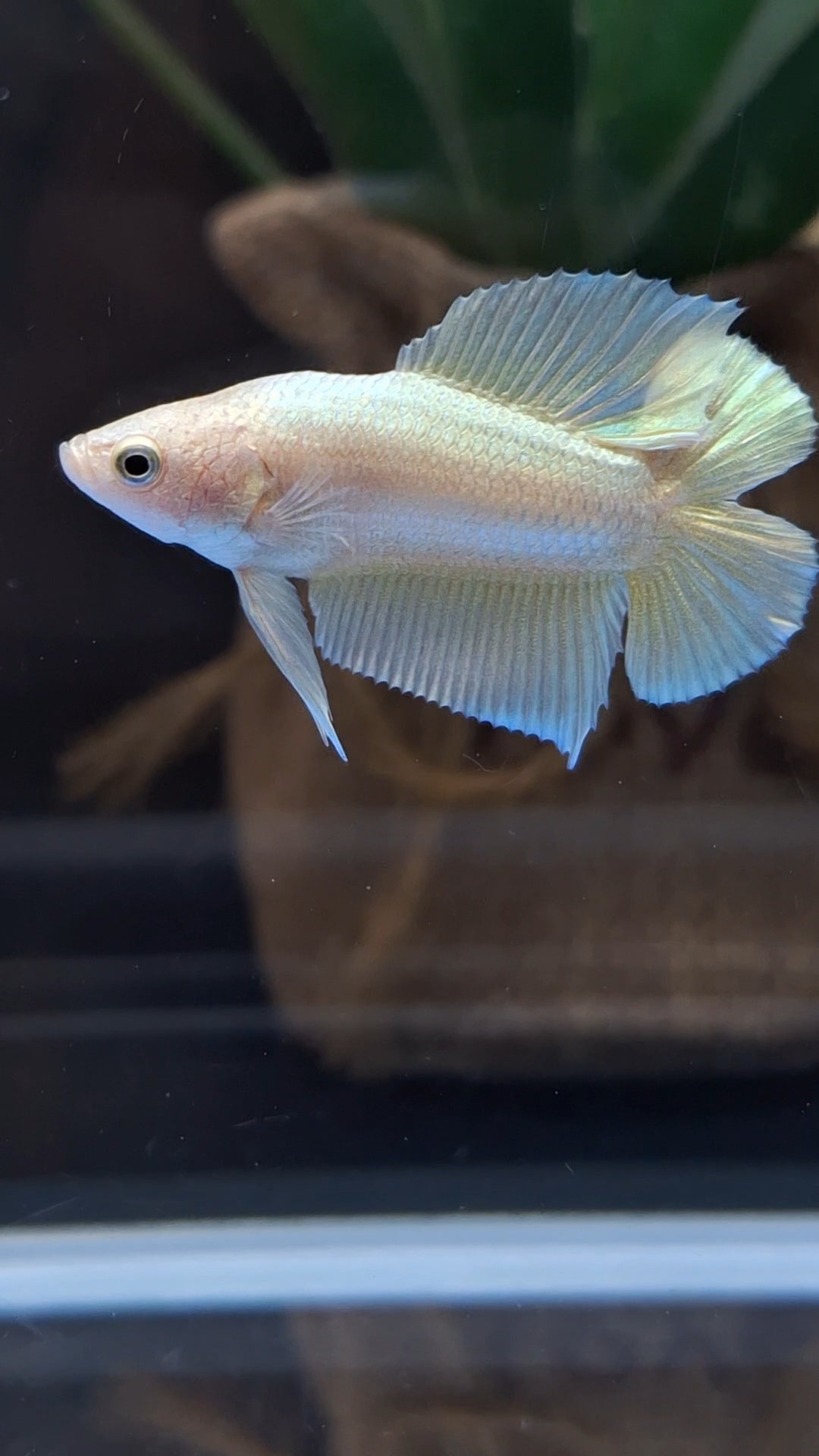 Junior Gold Double Tail Plakat DTPK HMPK Betta Fish Male