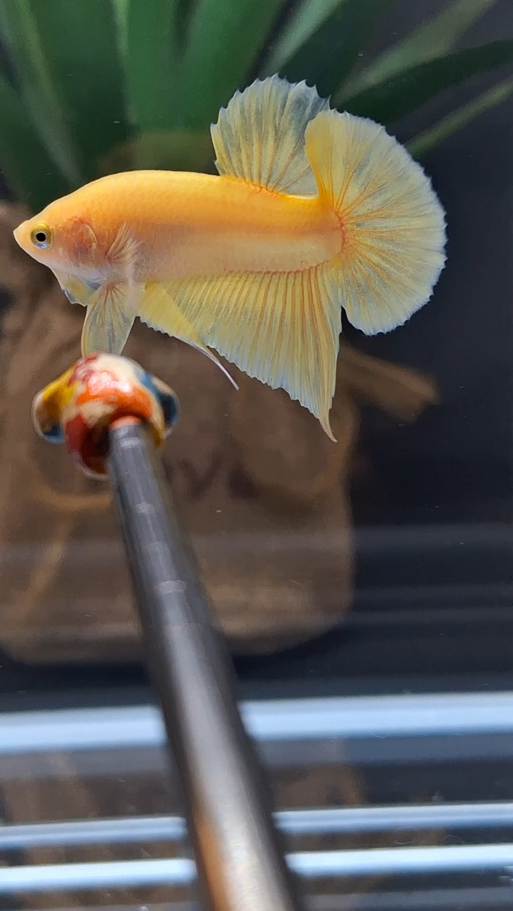 Junior Yellow Solid Color Plakat HMPK Betta Fish Male