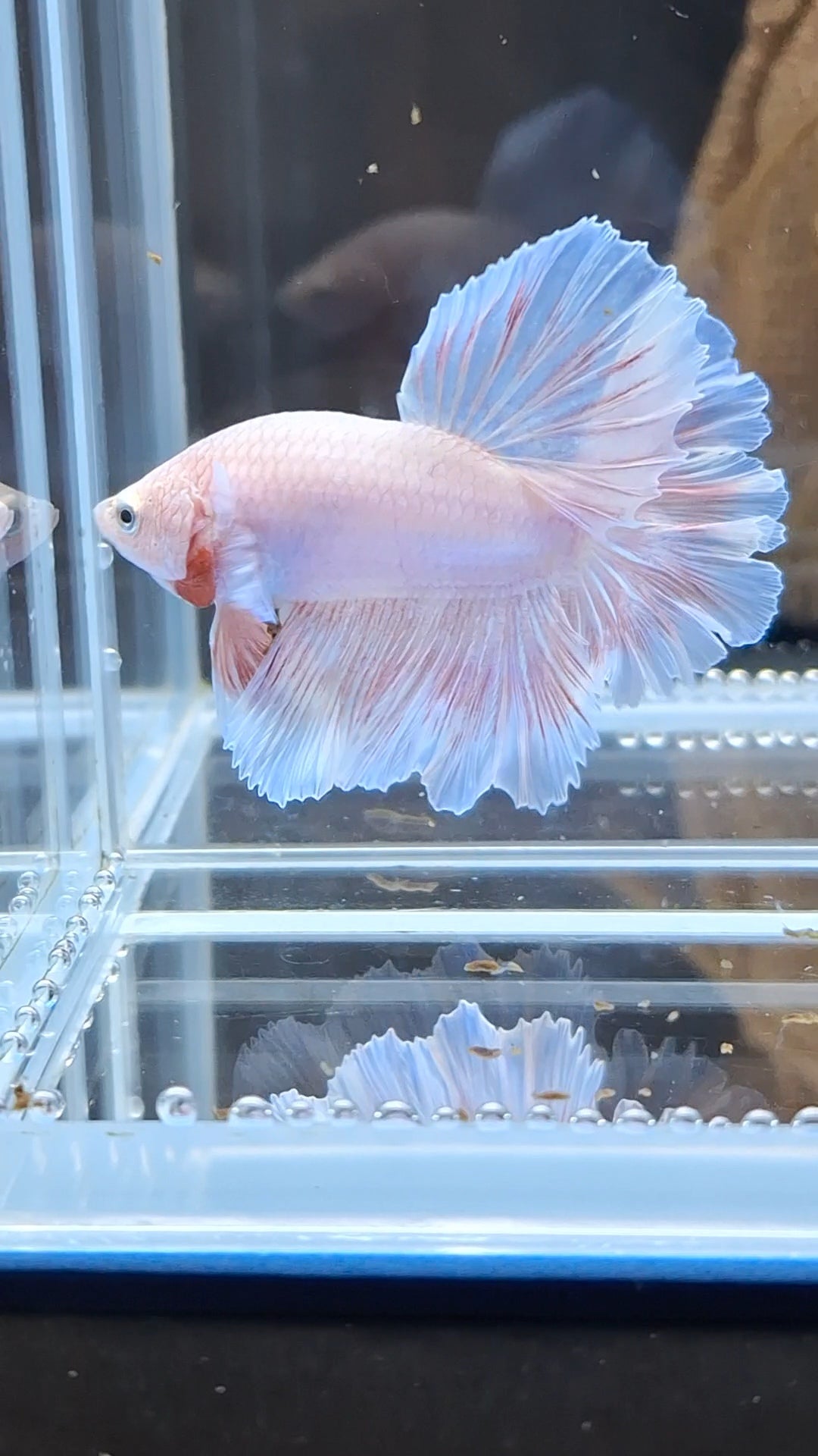 Feathertail Pink Sweet Color Betta Fish Male
