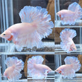 Feathertail Pink Sweet Color Betta Fish Male