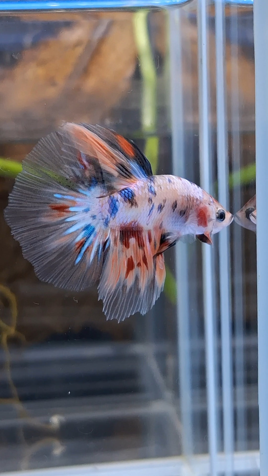 Halfmoon Candy Koi Multicolor Betta Fish Male