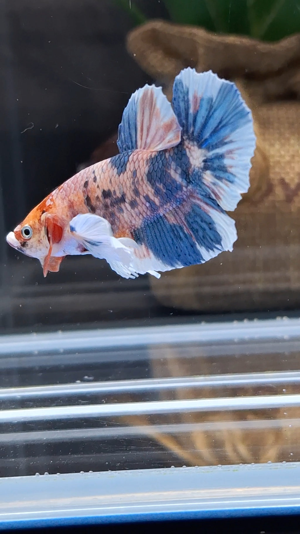 Dumbo Ear Candy Multicolor Plakat HMPK Betta Fish Male