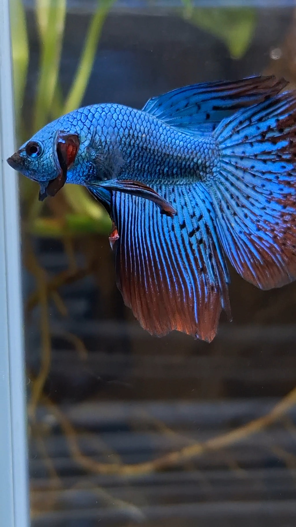Premium Halfmoon Rare Alien Green Wild Betta Fish Male