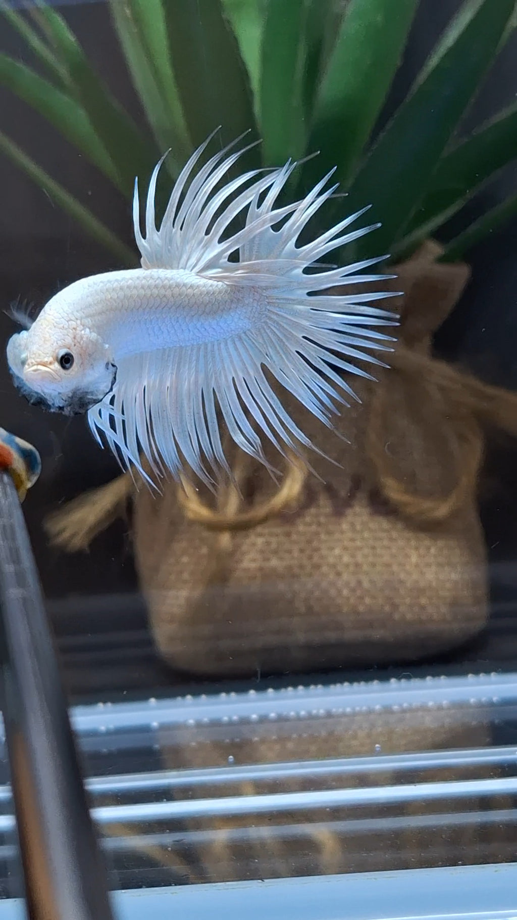 Premium Crowntail White Platinum Betta Fish Male