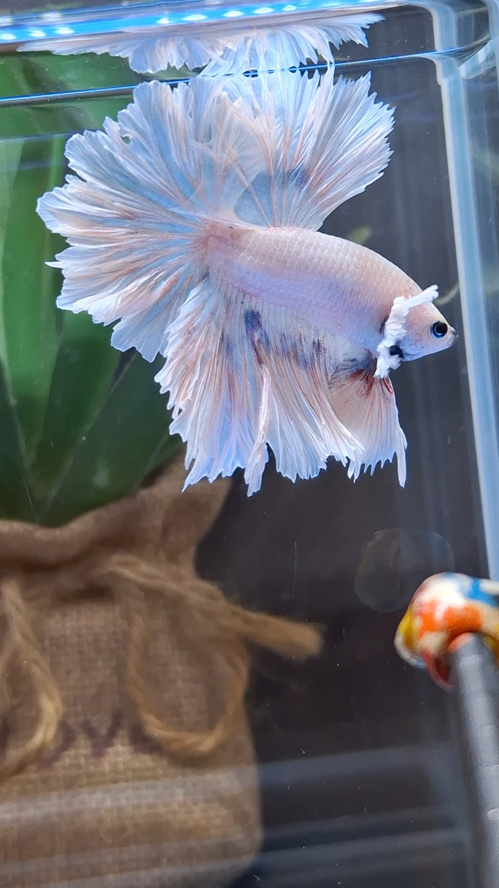 King Feathertail Dumbo Ear Sky Hawk Rare Betta Fish Male