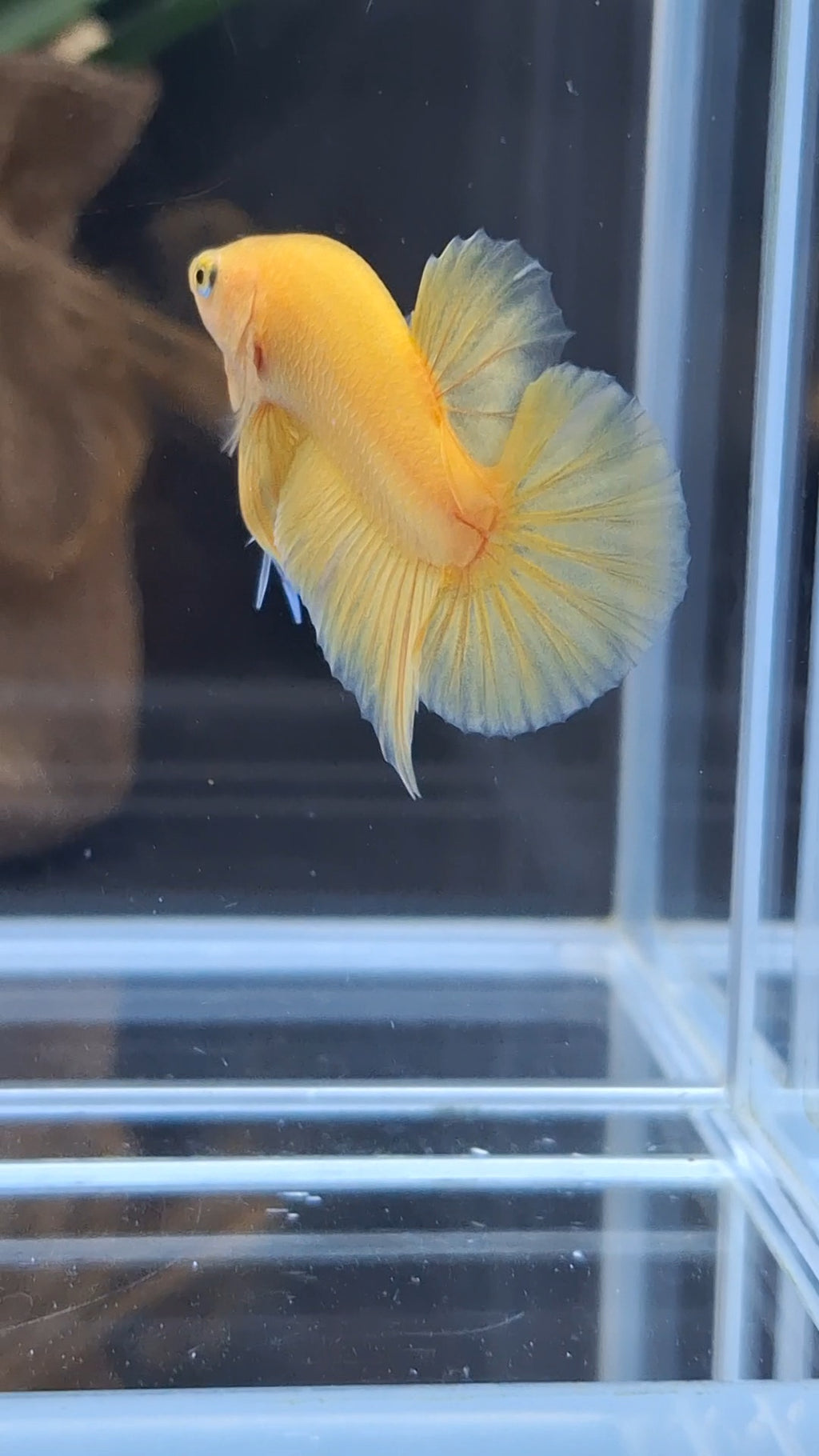 Junior Yellow Solid Color Plakat HMPK Betta Fish Male