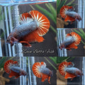 HMPK Red Dragon Copper Betta Fish Male