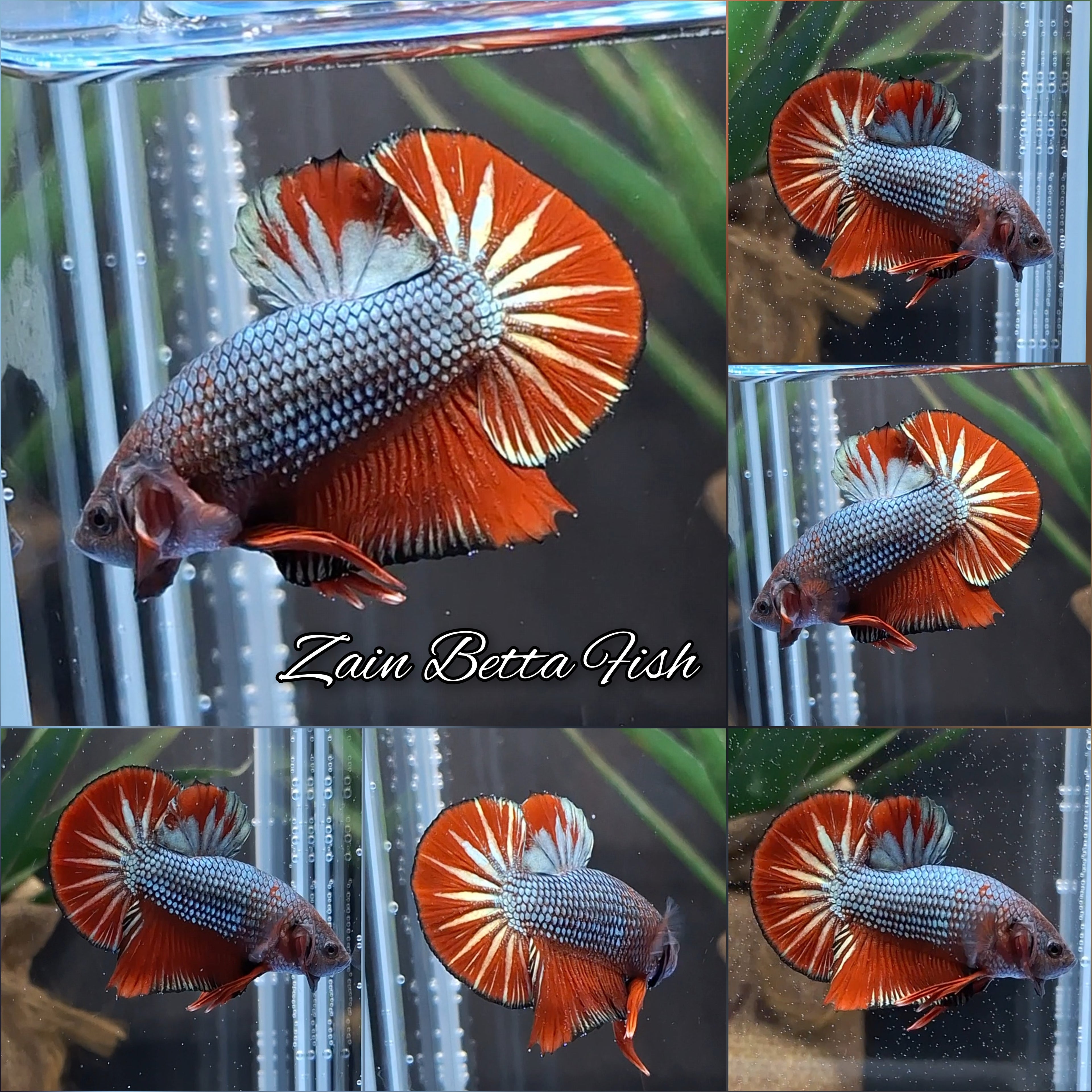 HMPK Red Dragon Copper Betta Fish Male
