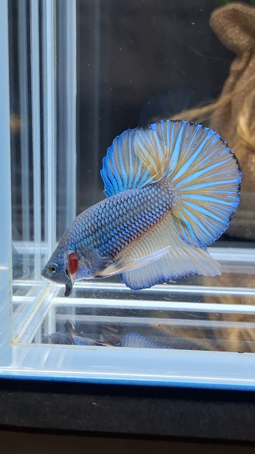 Mustard Gas Big Tail HMPK Betta Fish Male
