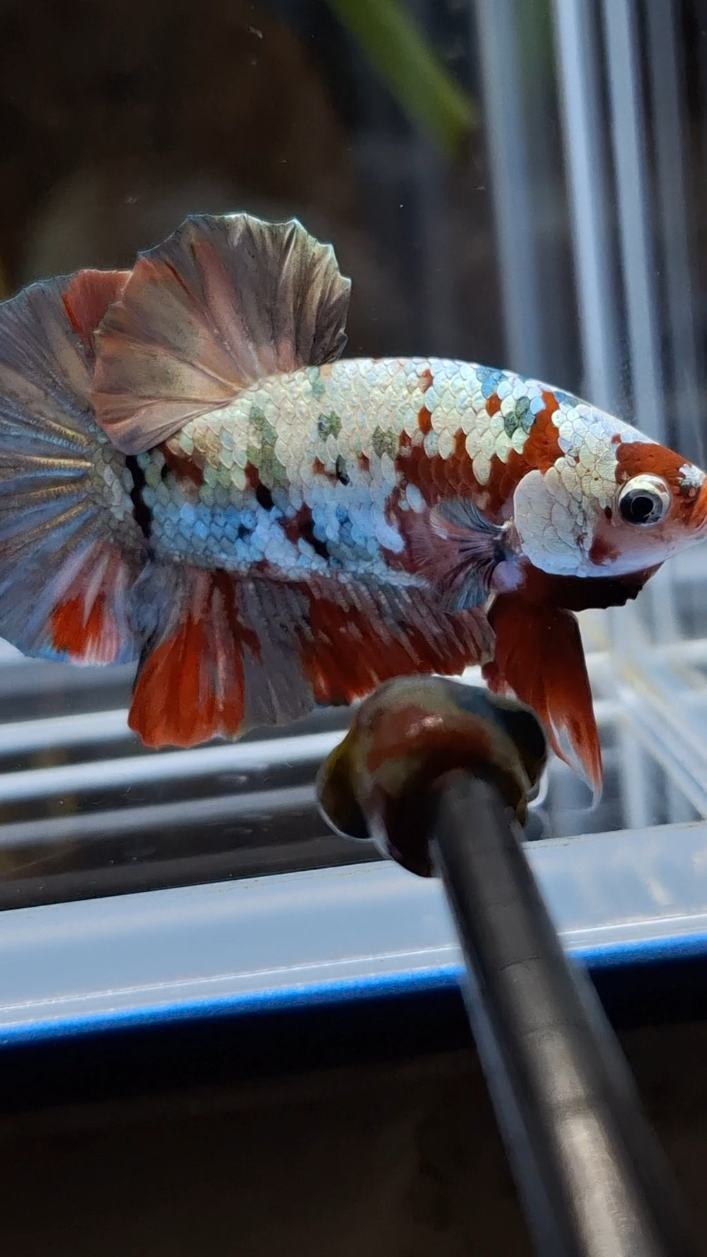 Red Koi Copper Gold Iron Man Plakat HMPK Betta Fish Male