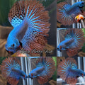 Luxury Halfmoon Feathertail Alien Wild Betta Green Hybrid Rare Betta Fish Male