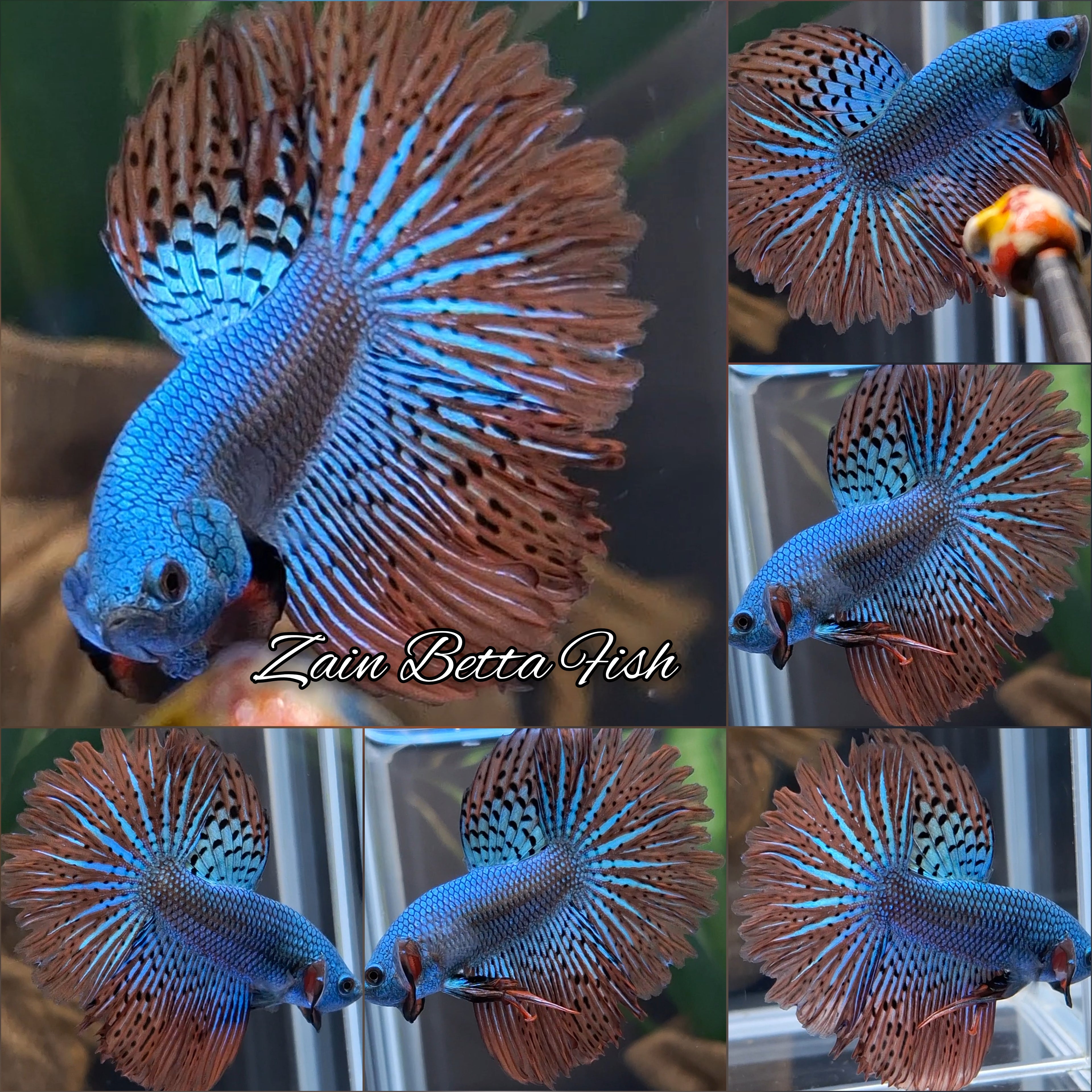 Luxury Halfmoon Feathertail Alien Wild Betta Green Hybrid Rare Betta Fish Male