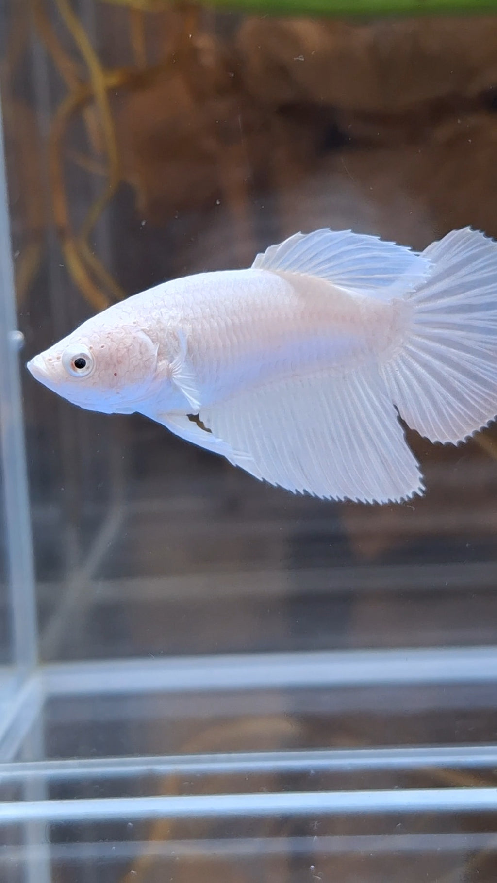 Halfmoon White Platinum Female Betta Fish For Sorority / Breed