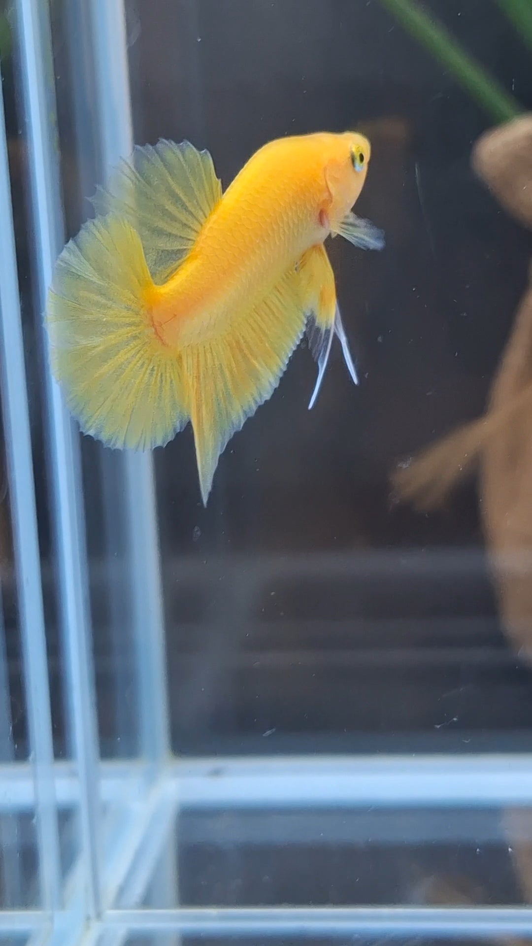 Junior Yellow Solid Color Plakat HMPK Betta Fish Male