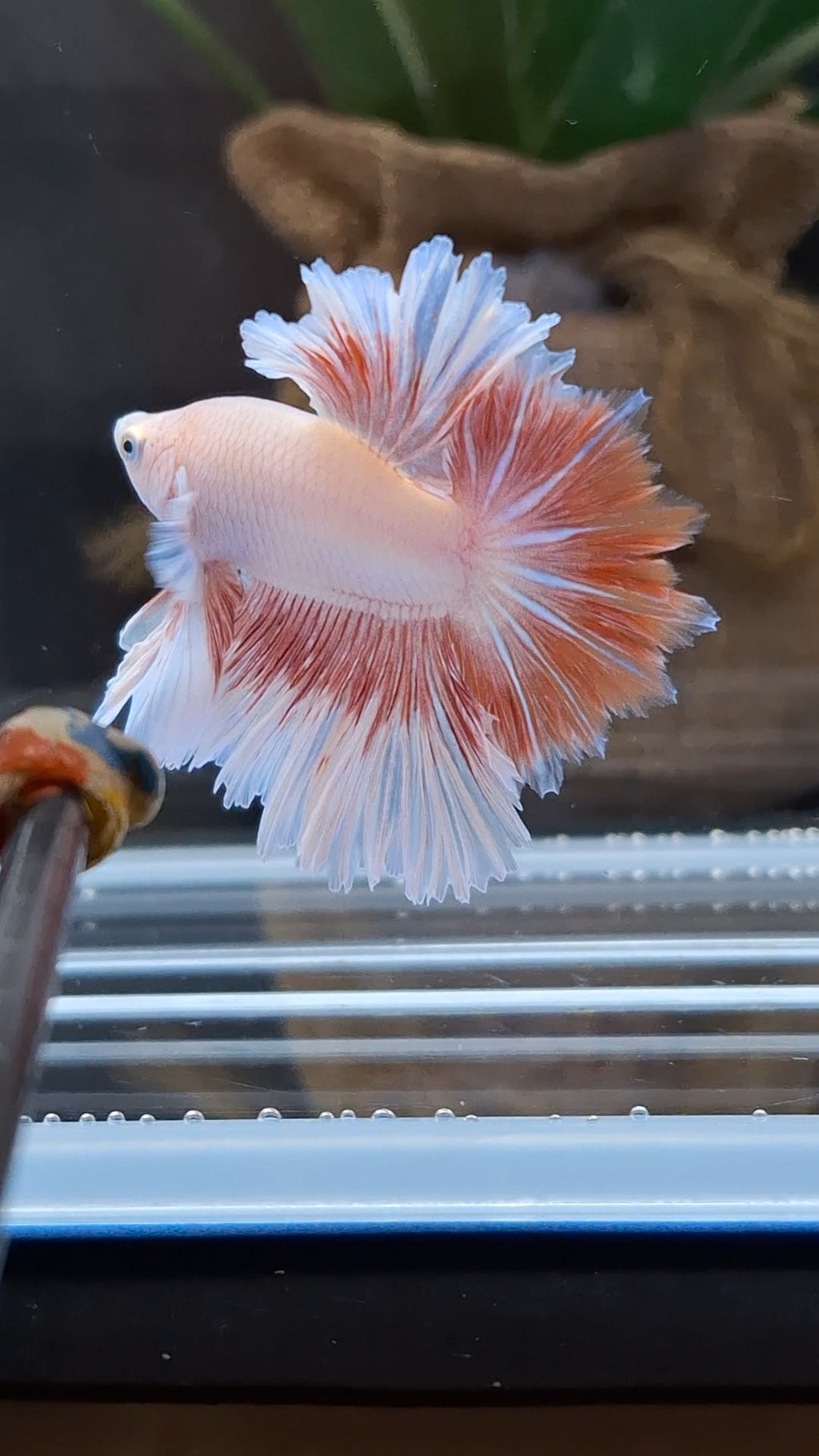 Feathertail Pink Butterfly Betta Fish Male