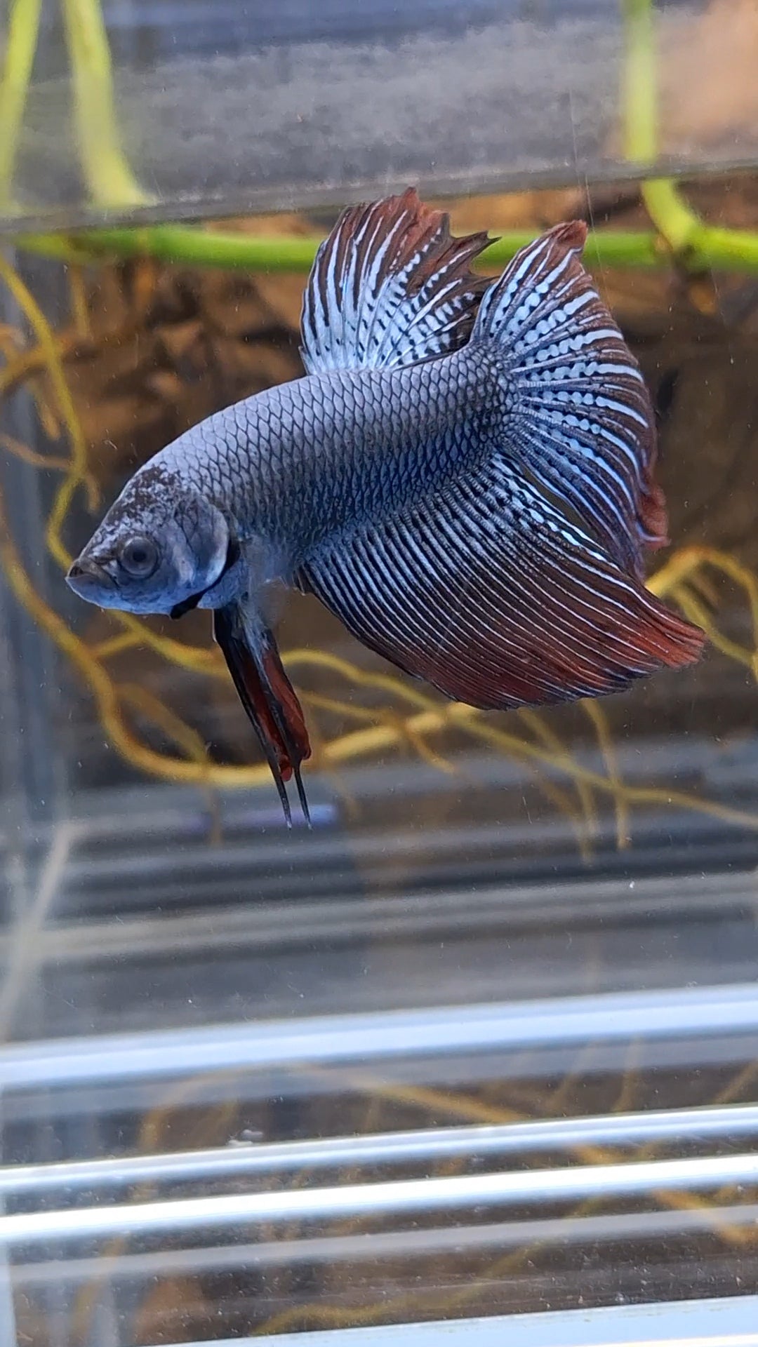 Alien Long Fins Steel Blue Delta Tail Rare Wild Betta Fish Male