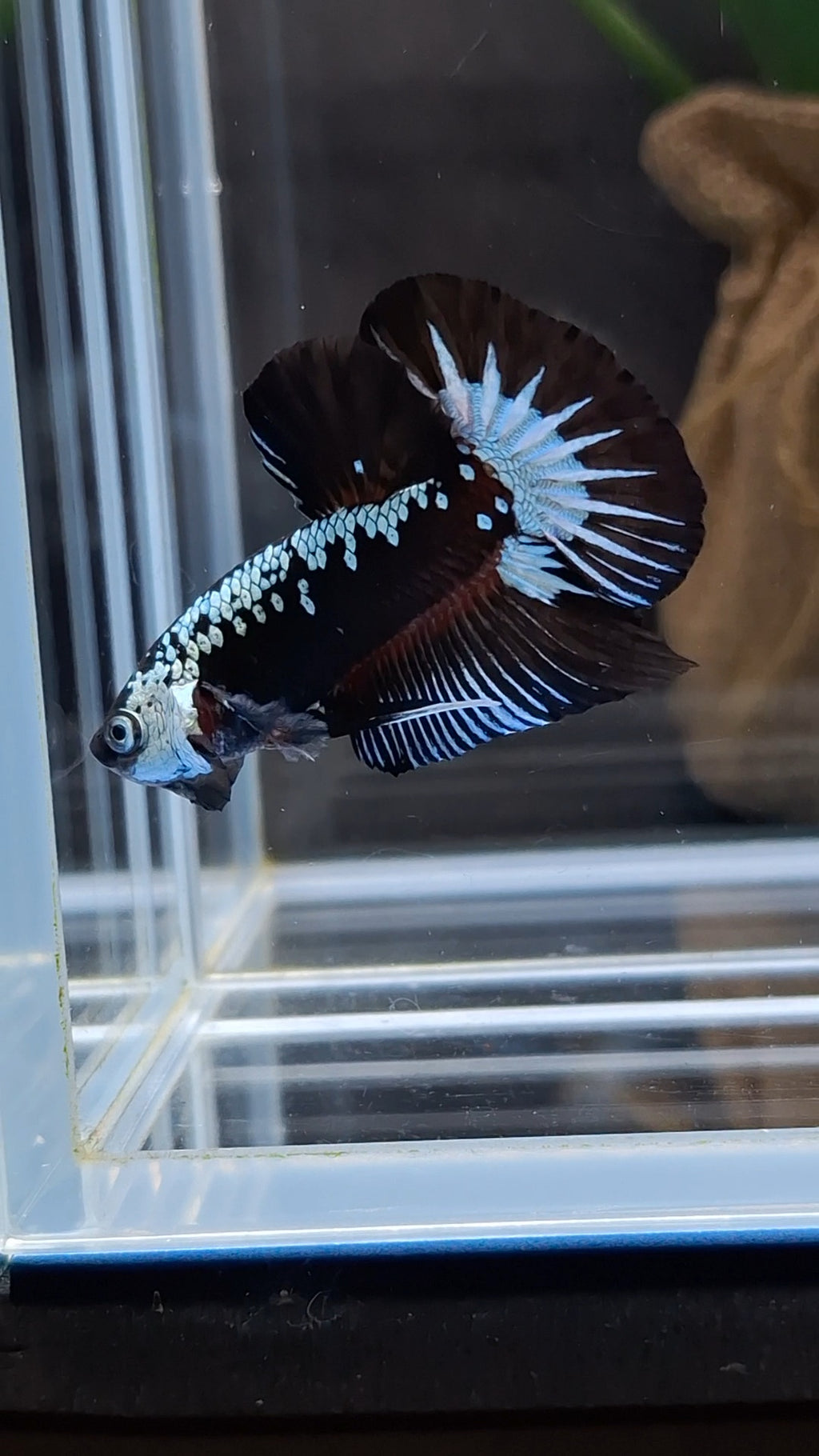Samurai Black Mamba Snow Plakat HMPK Betta Fish Male