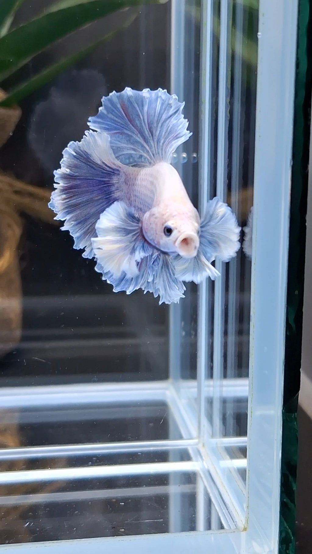 King Feathertail Rose Dumbo Ear Grizzle Betta Fish Male