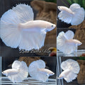 Halfmoon White Platinum Betta Fish Male