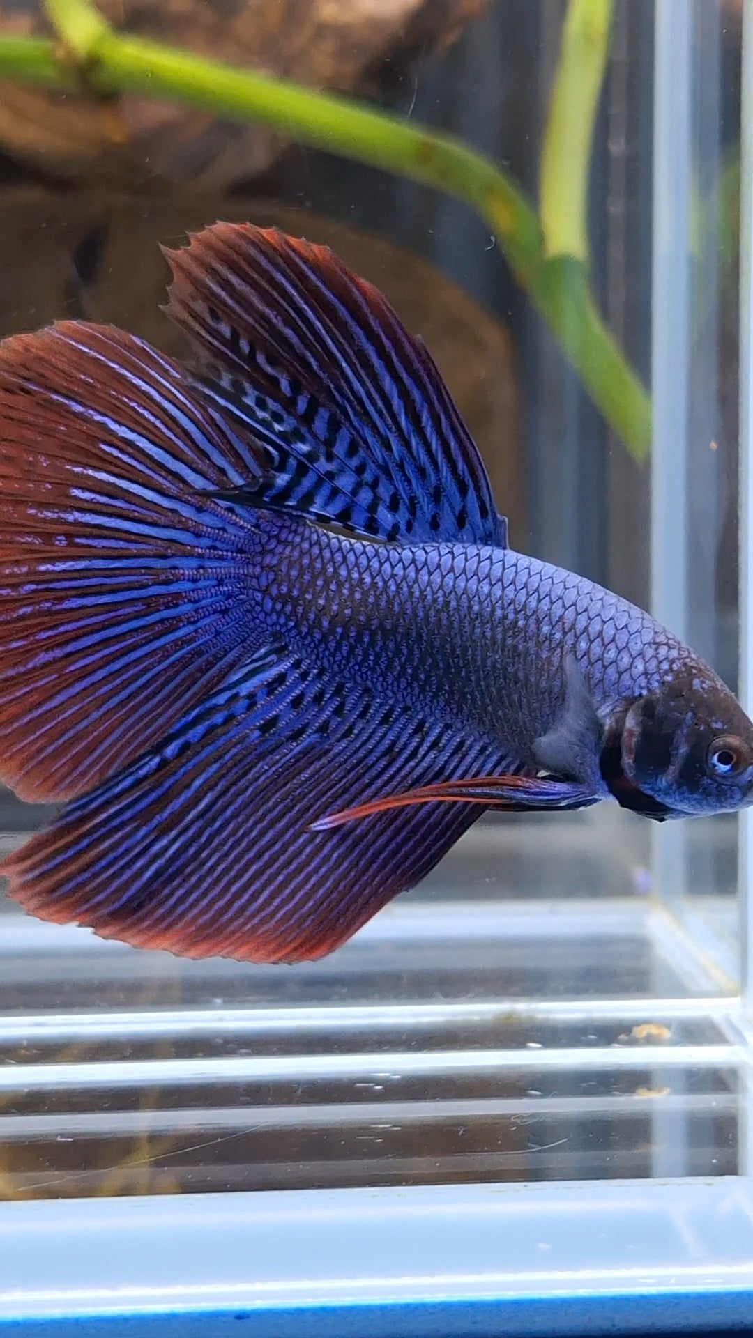 Alien Long Fins Blue Big Delta Tail Rare Wild Betta Fish Male
