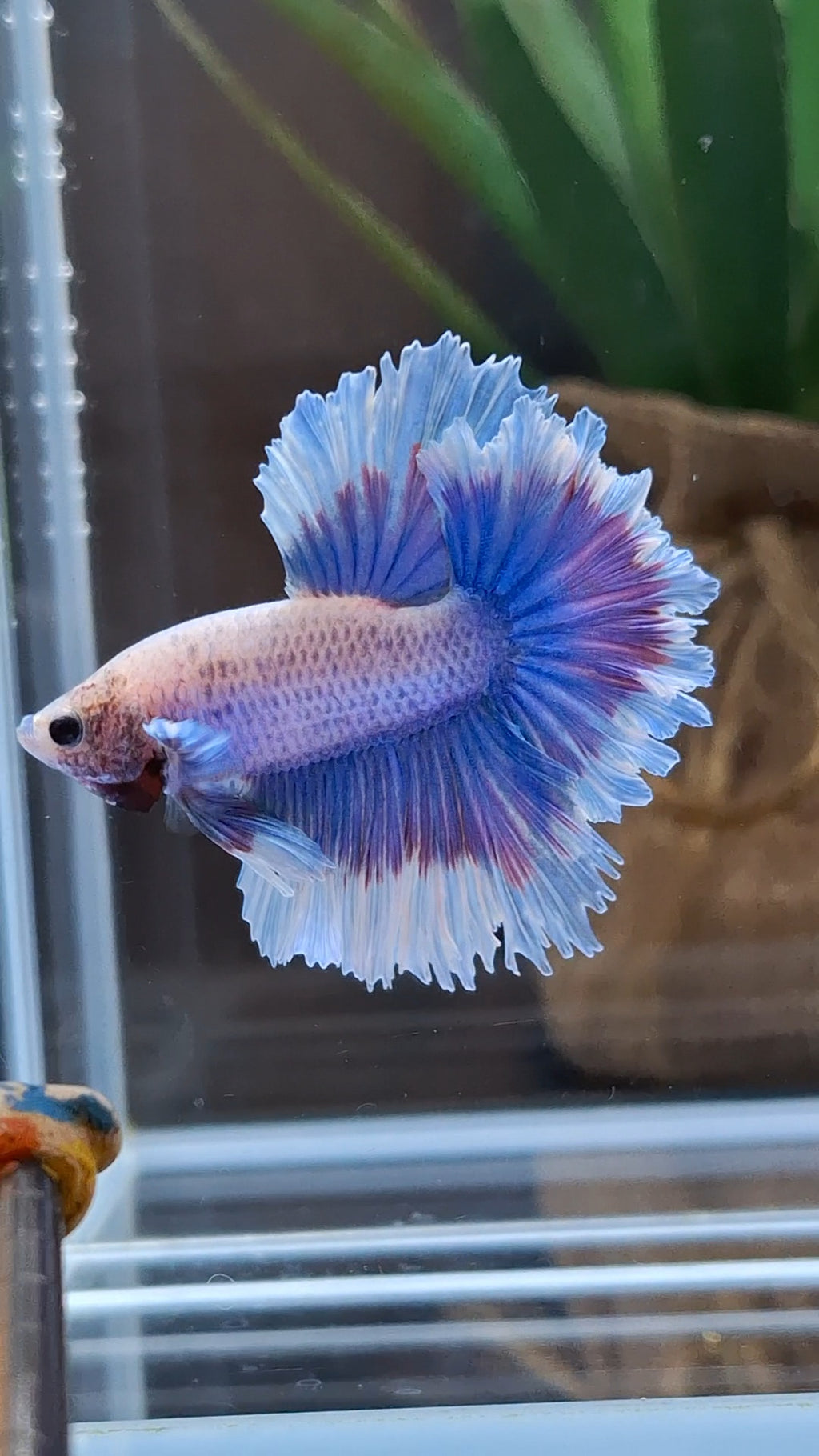 Feathertail Grizzle Aurora Purple Butterfly Betta Fish Male
