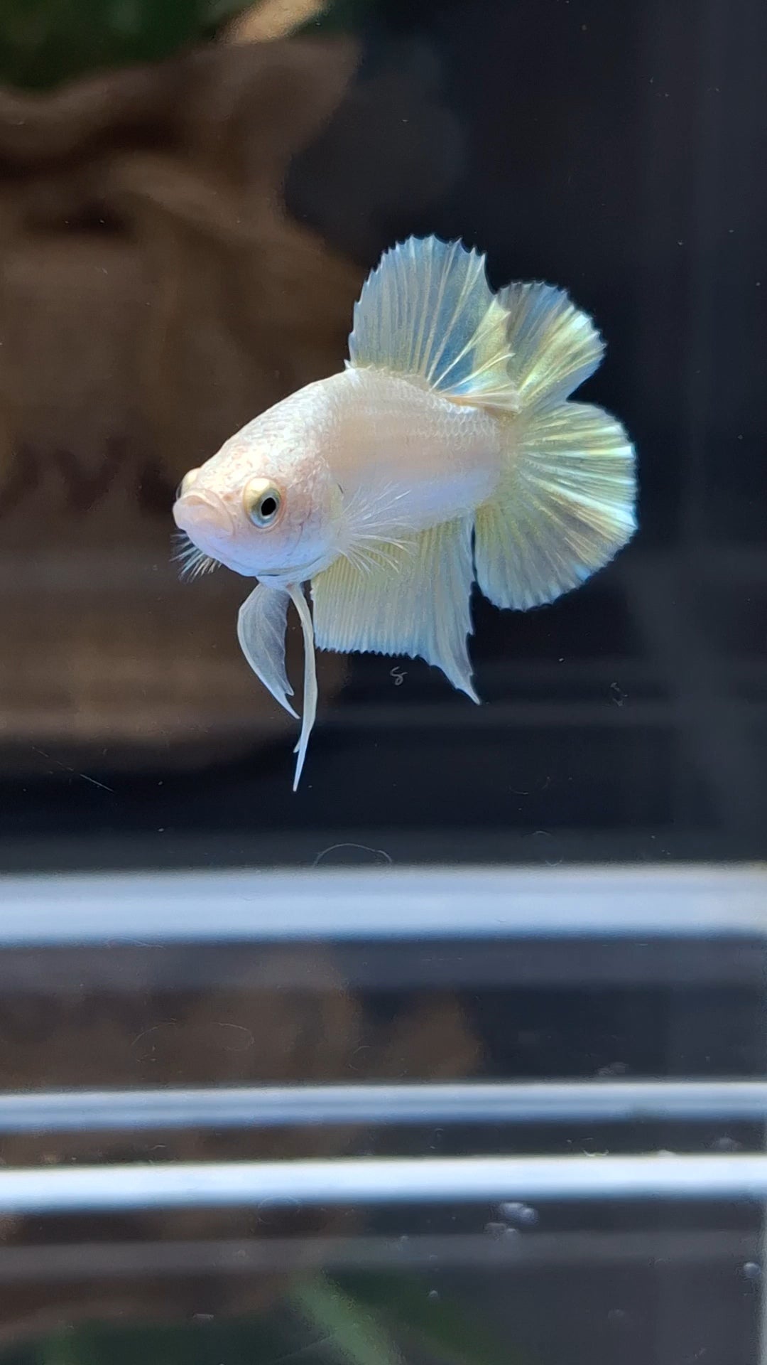 Junior Gold Double Tail Plakat DTPK HMPK Betta Fish Male