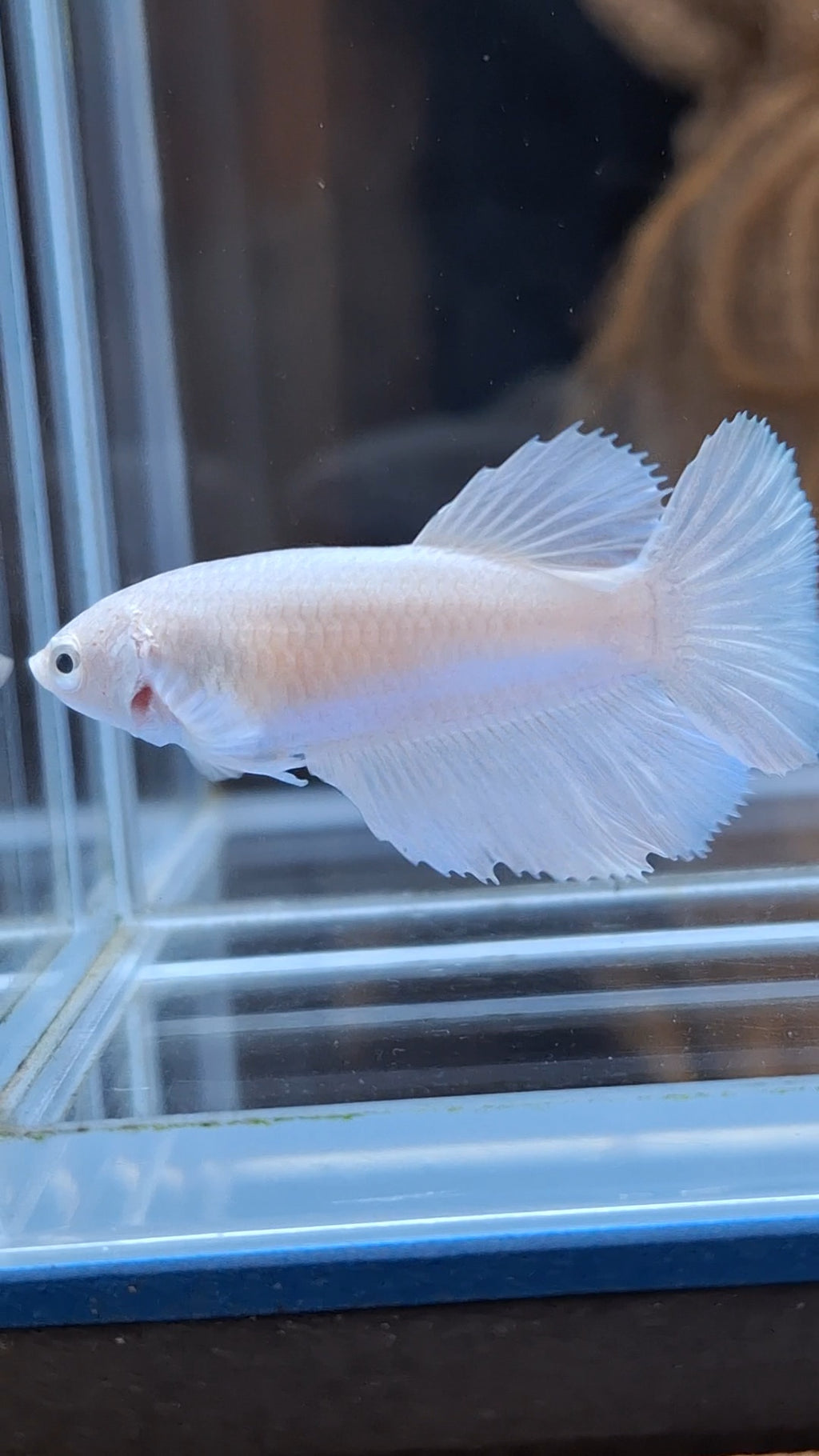 Halfmoon White Platinum Female Betta Fish For Sorority and Breed