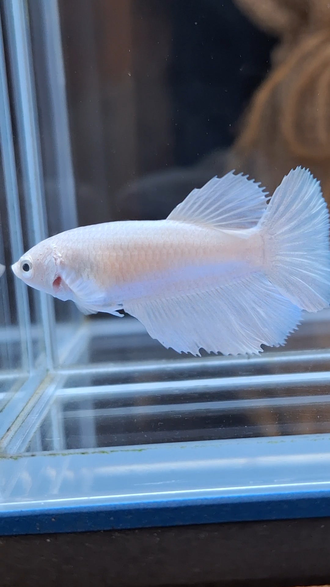 Halfmoon White Platinum Female Betta Fish For Sorority and Breed