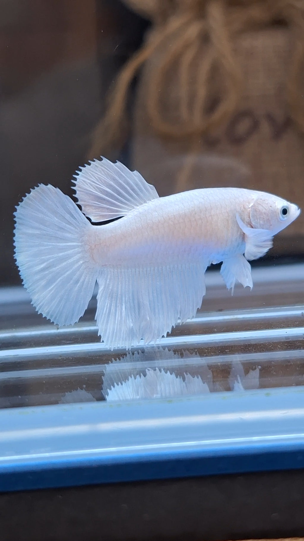 Halfmoon White Platinum Female Betta Fish For Sorority and Breed