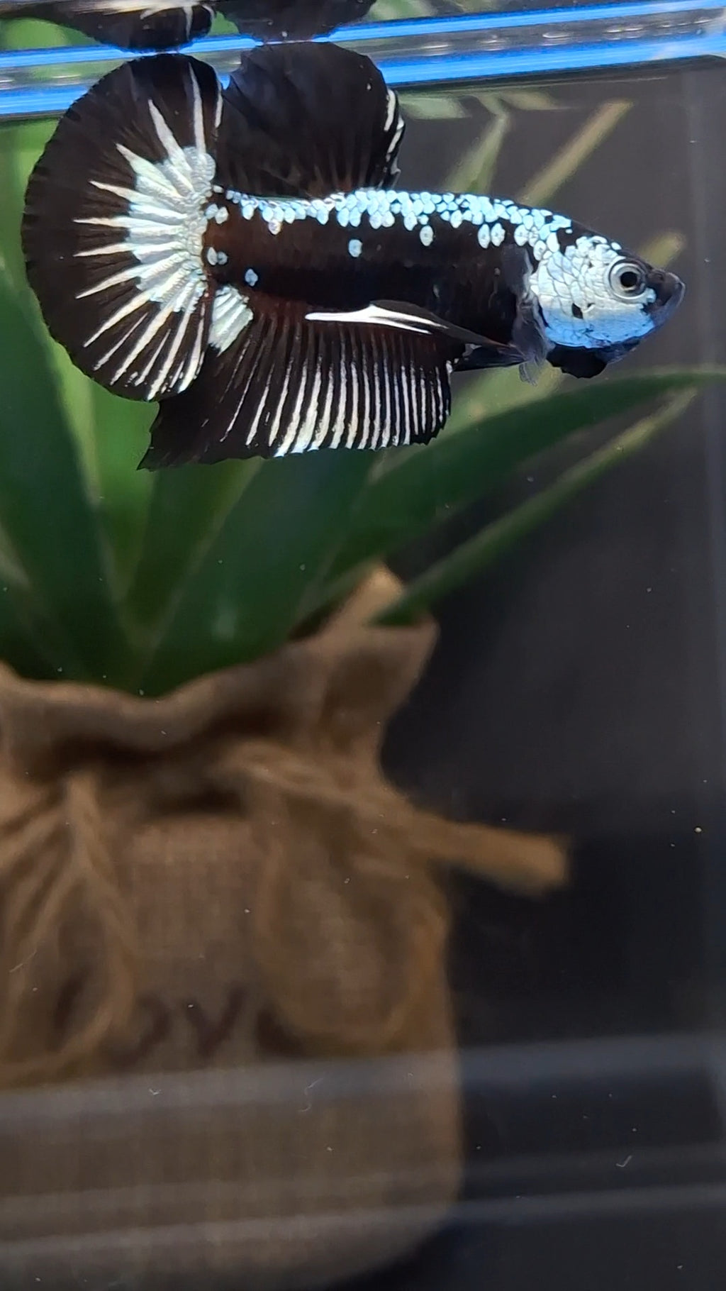 Samurai Black Mamba Snow Plakat HMPK Betta Fish Male