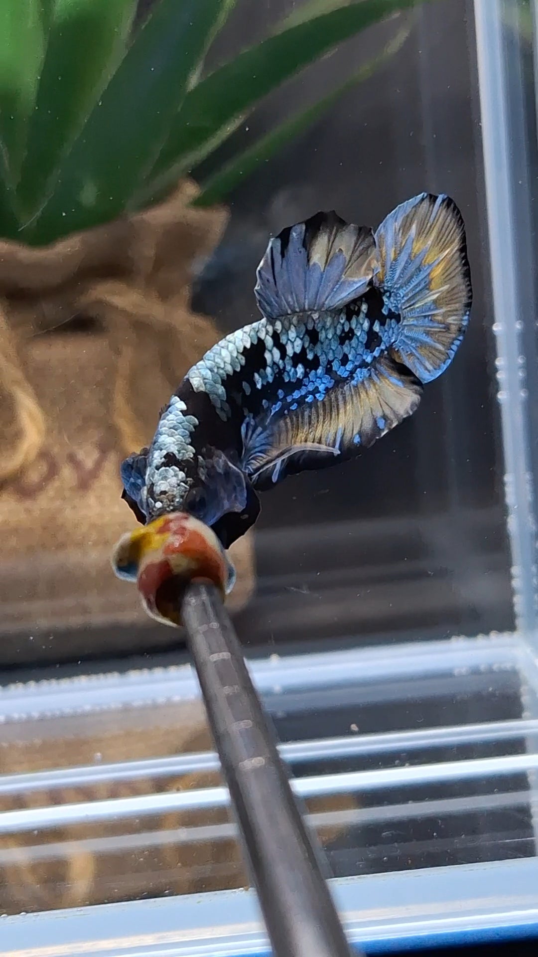 Black Star Galaxy Yellow Copper Gold Avatar Plakat HMPK Betta Fish Male
