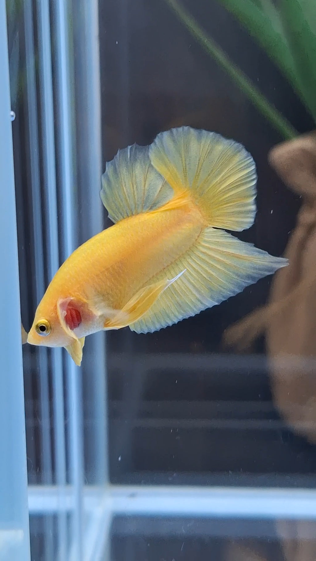 Junior Yellow Solid Color Plakat HMPK Betta Fish Male