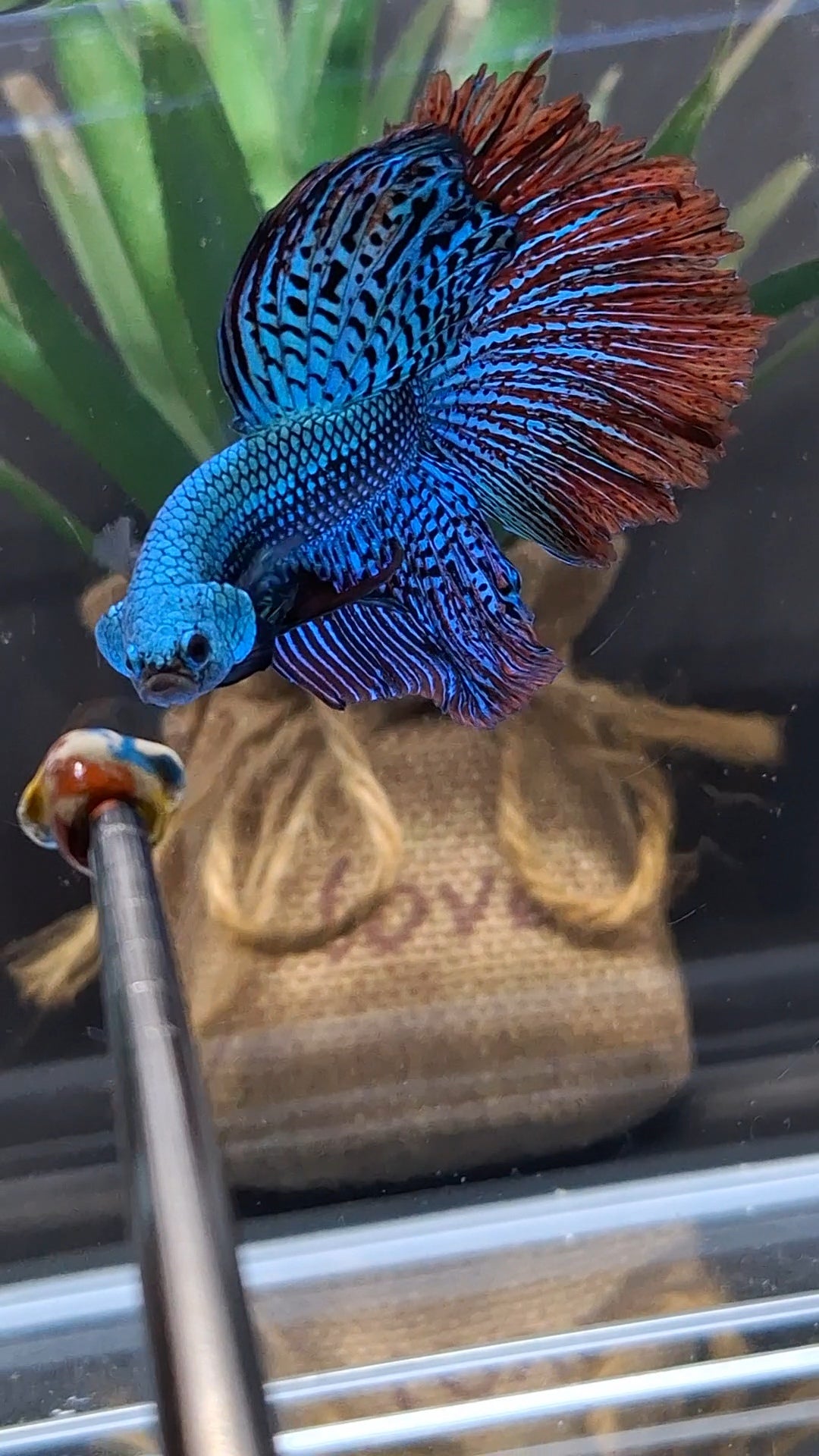 Premium Halfmoon Over Tail Rare Alien Wild Betta Fish Male Large Size