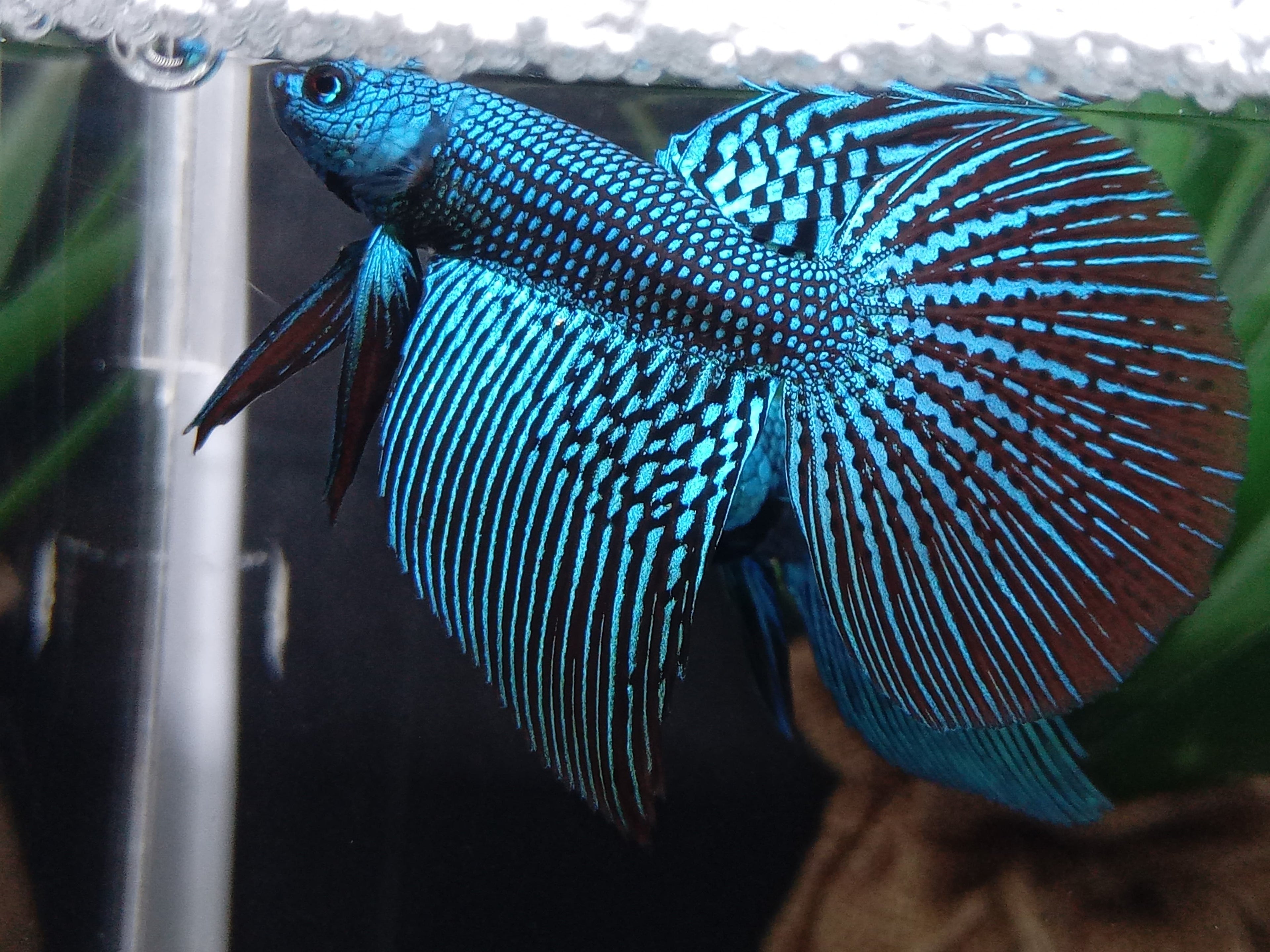Luxury Halfmoon Alien Green Rare Wild Betta Hybrid Male
