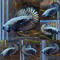 Samurai Plakat HMPK Betta Fish Male
