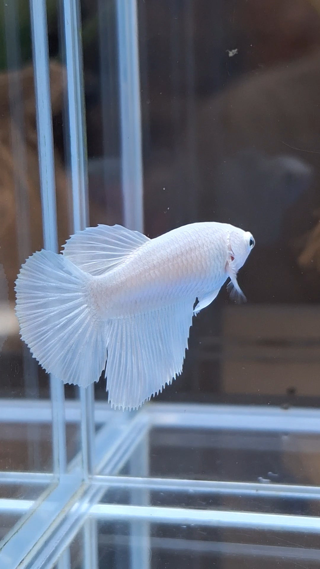 Halfmoon White Platinum Female Betta Fish For Sorority and Breed