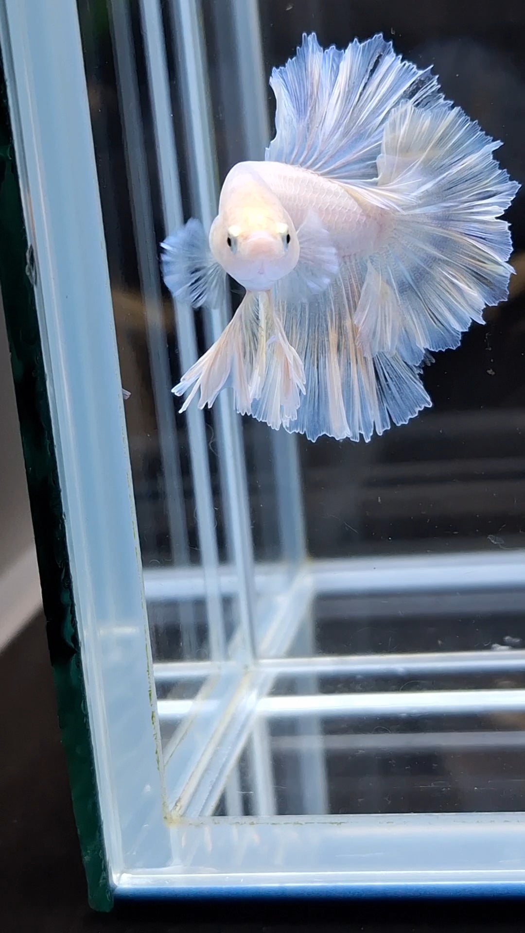 King Feathertail White Unicorn Soft Yellow Wash Betta Fish Male