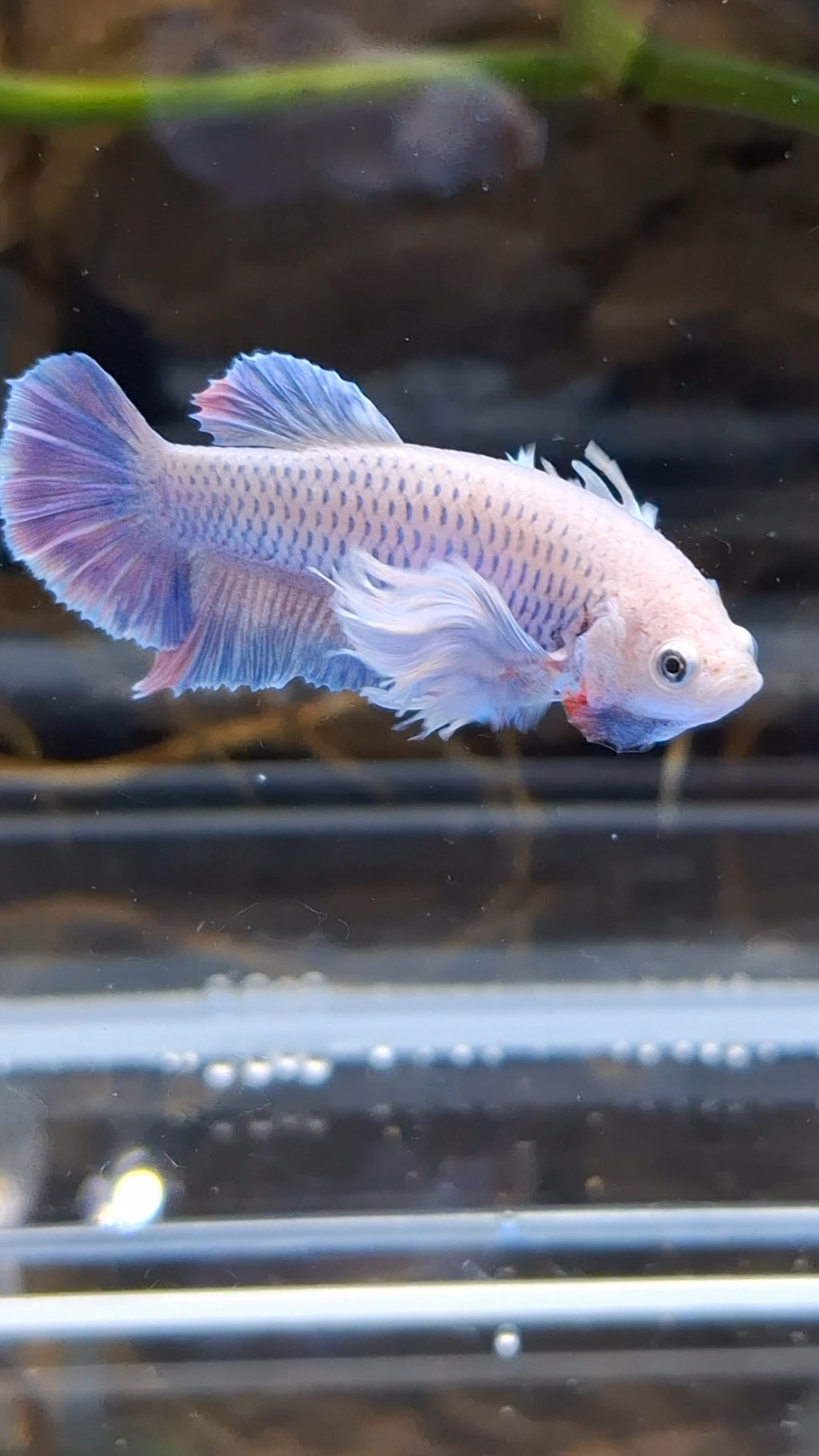 Dumbo Ear Halfmoon Purple Rainbow Female Betta Fish For Sorority / Breed