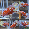 Red Gold Purple Galaxy HMPK Betta Fish Female For Sorority / Breed