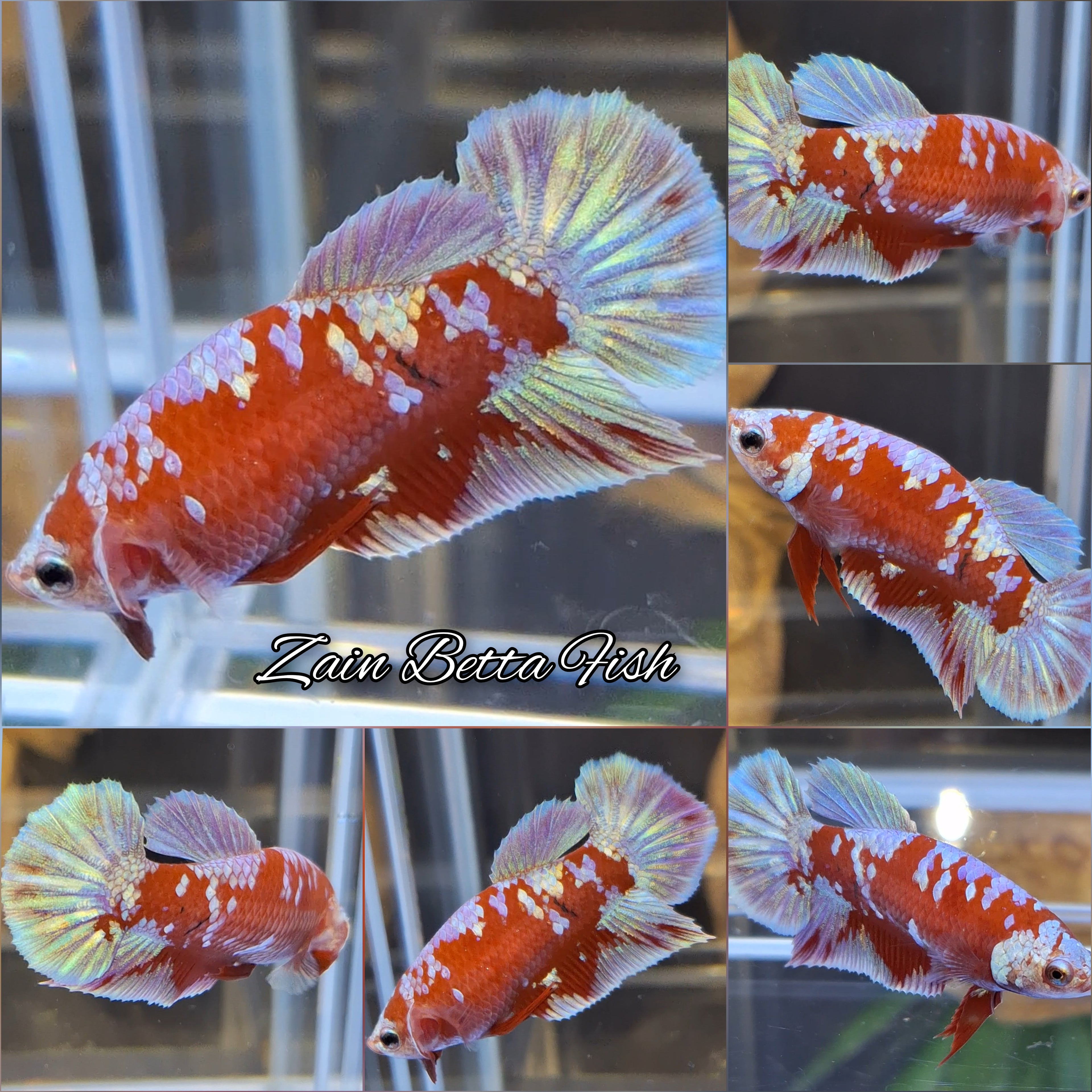 Red Gold Purple Galaxy HMPK Betta Fish Female For Sorority / Breed
