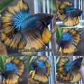 Mustard Gas King Rosetail Halfmoon Emerald Betta Fish Male