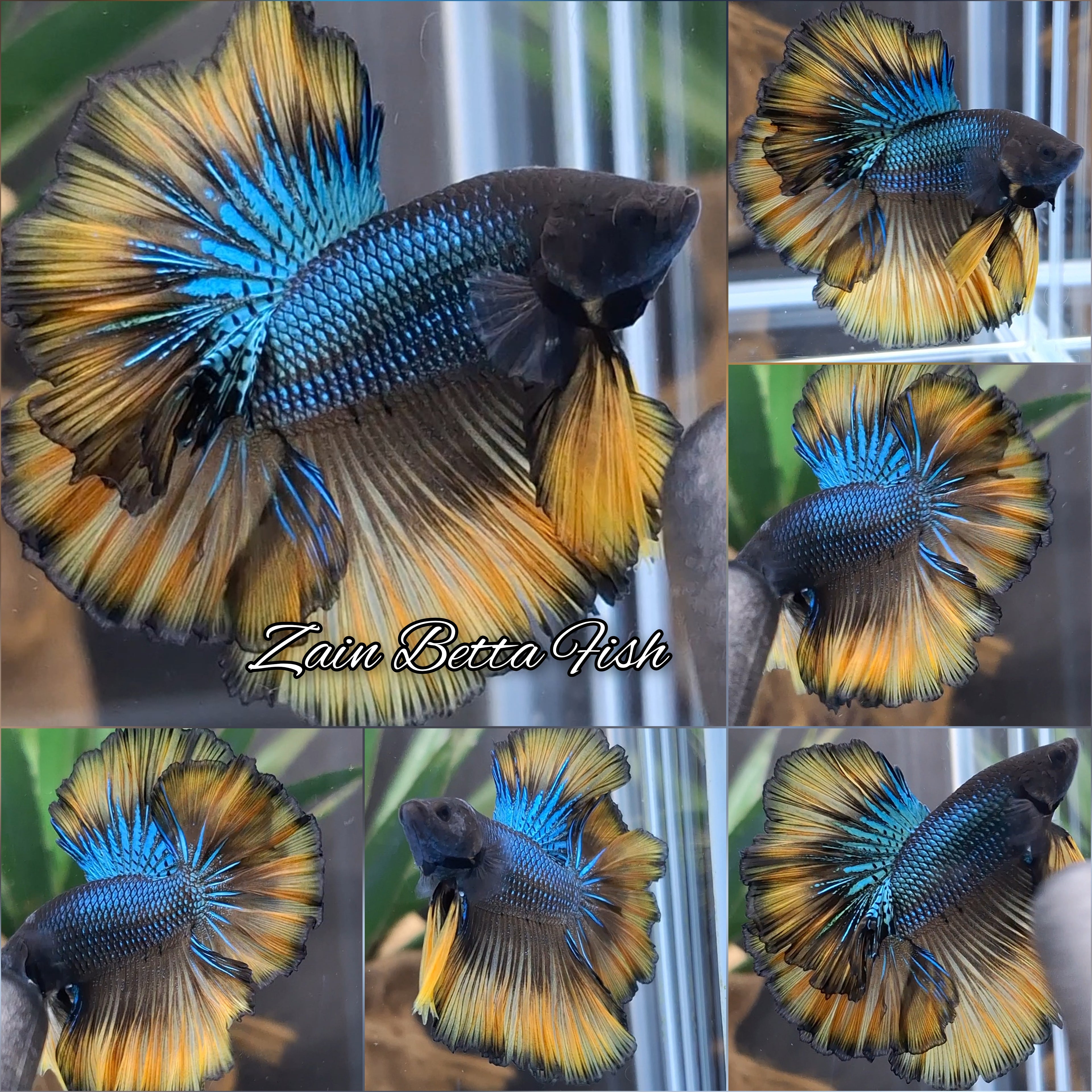 Mustard Gas King Rosetail Halfmoon Emerald Betta Fish Male