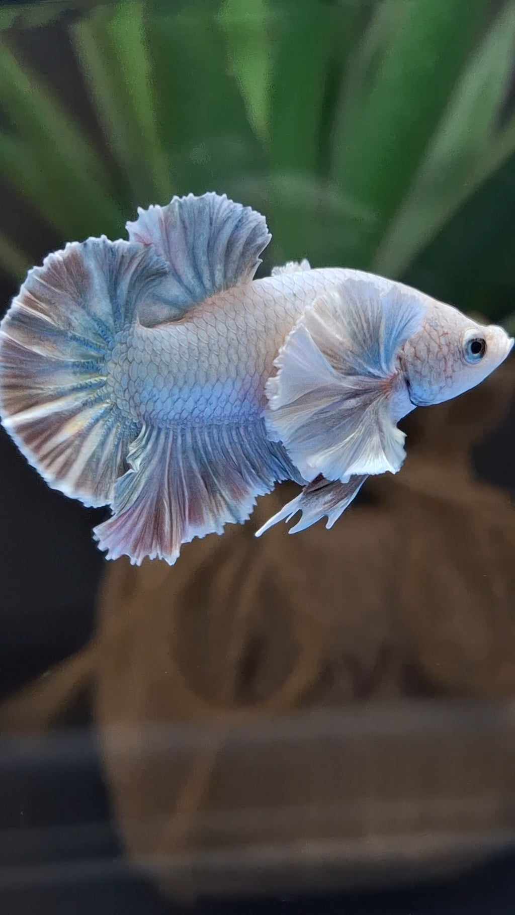 Premium Dumbo Ear Rose Gold Aurora Rare Plakat HMPK Betta Fish Male