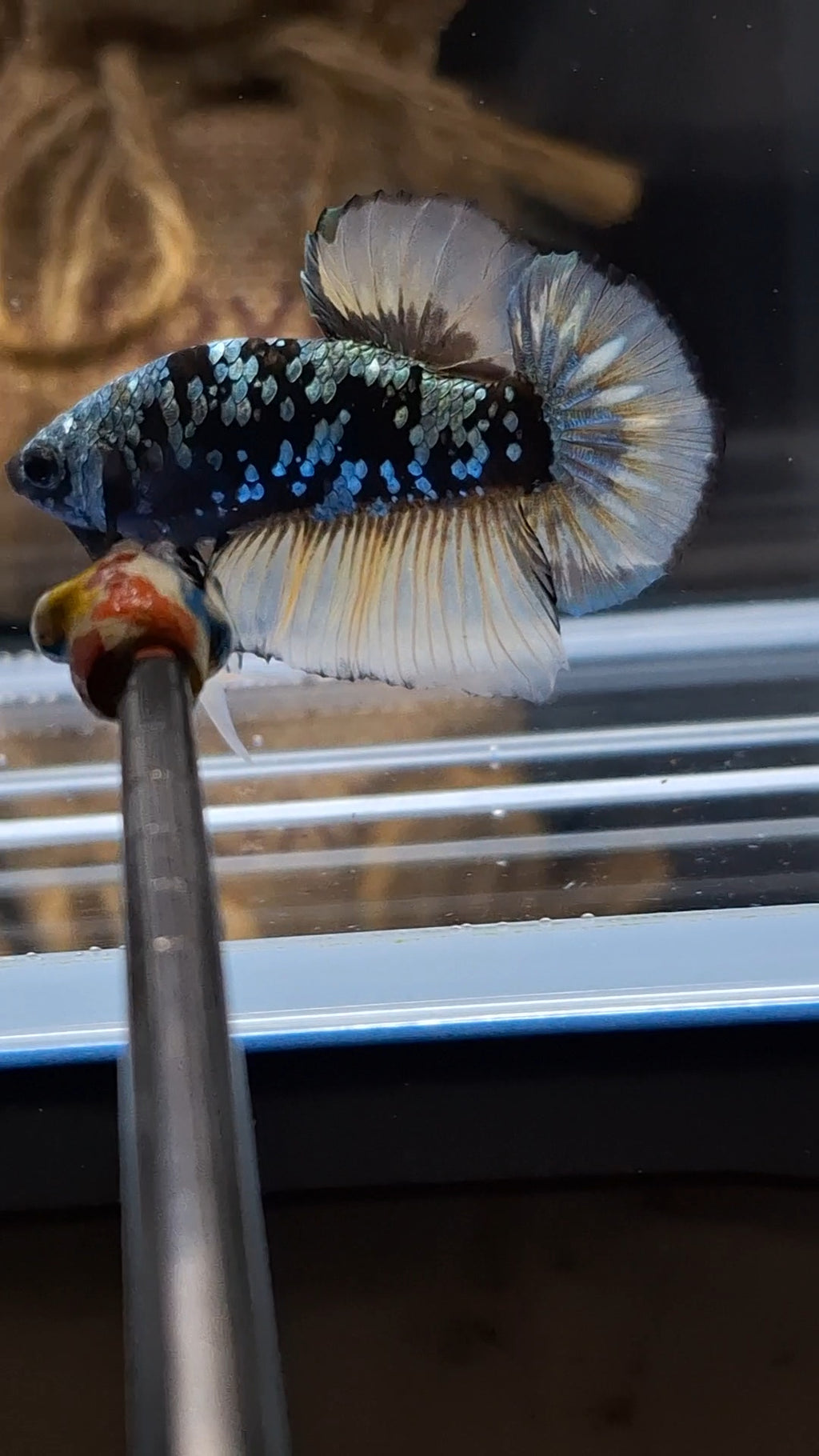 Yellow Copper Gold Avatar Plakat HMPK Betta Fish Male