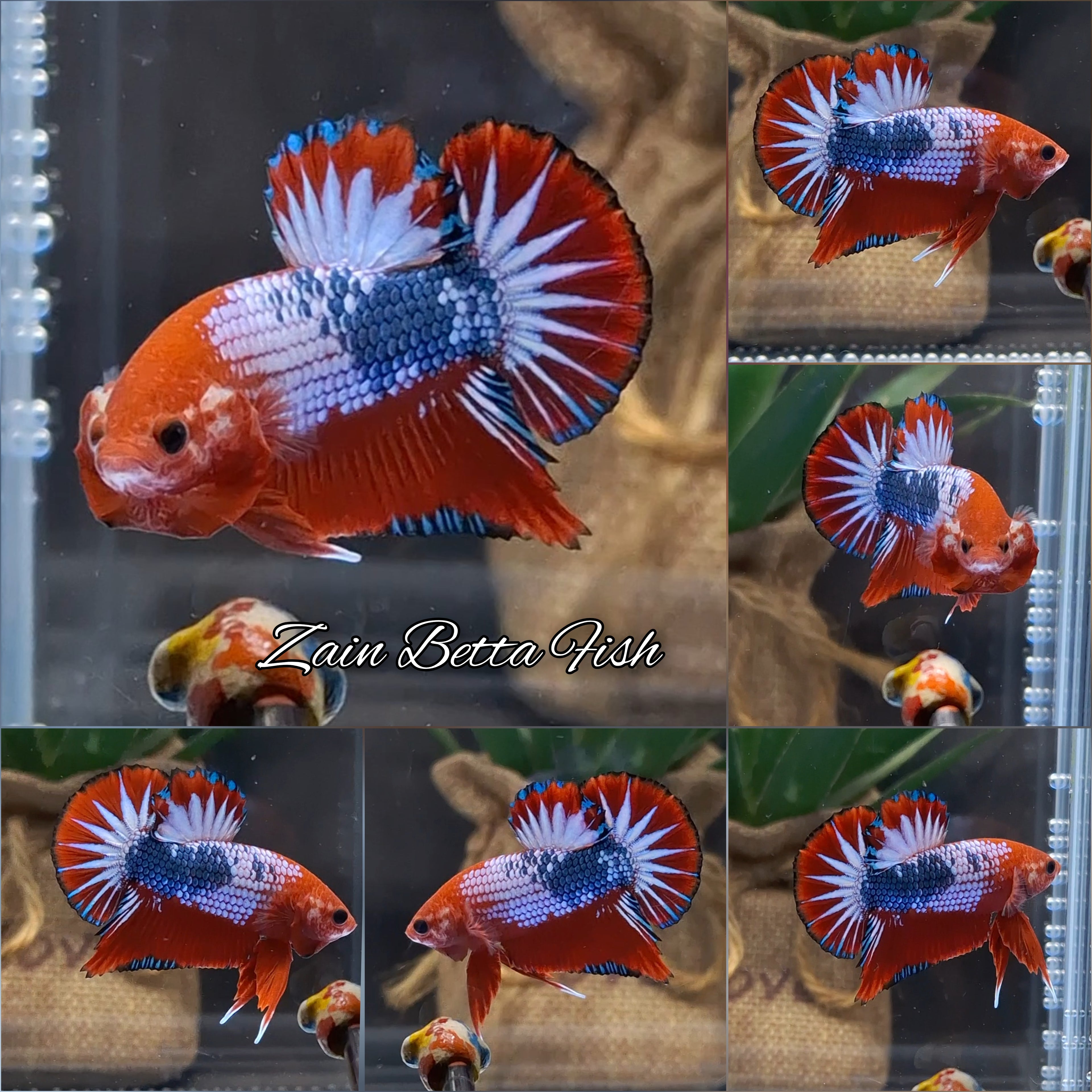 Red Fancy Star Tail White Scale Plakat HMPK Betta Fish Male