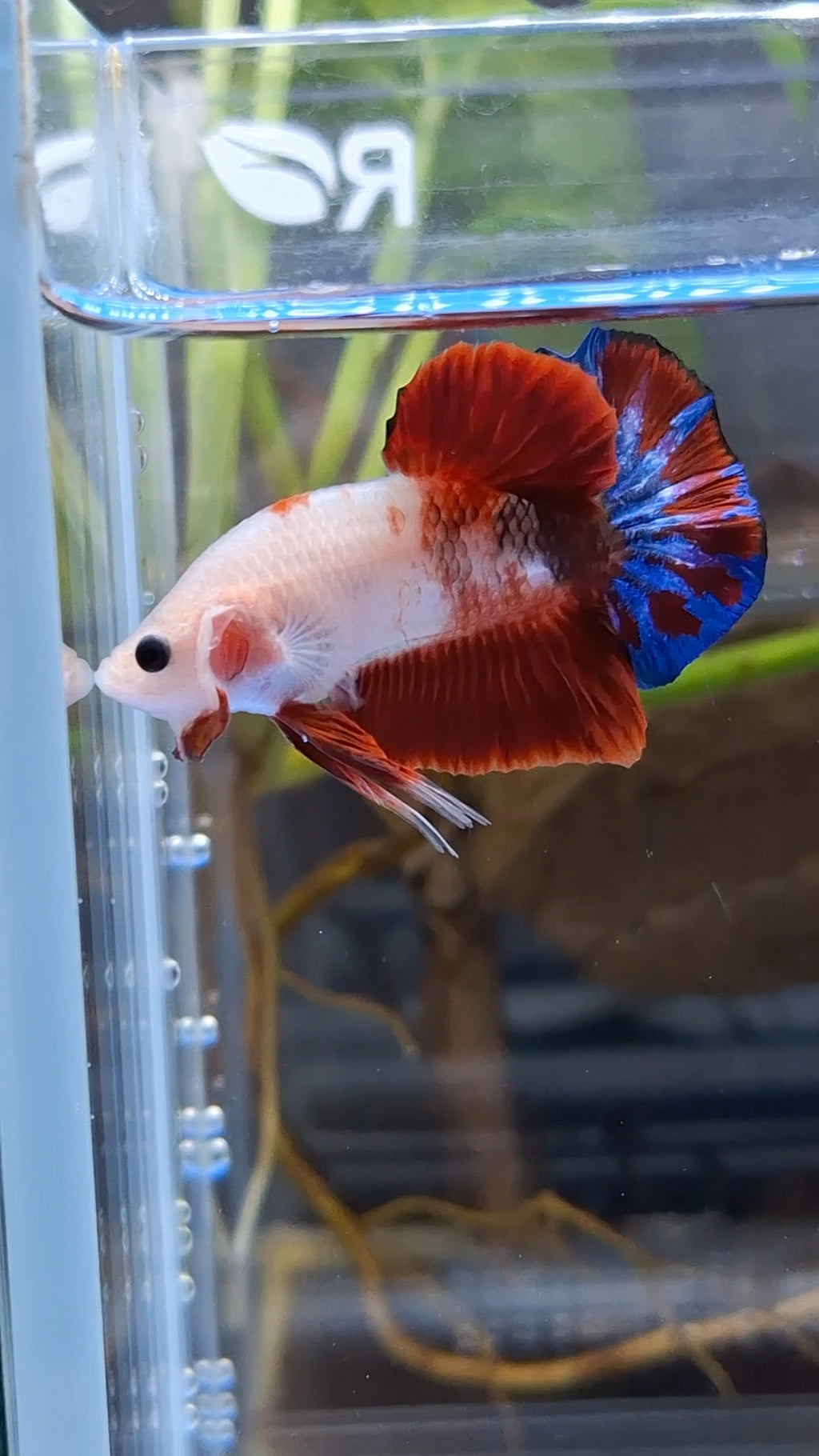 Unique Color AOC Rare Plakat HMPK Betta Fish Male