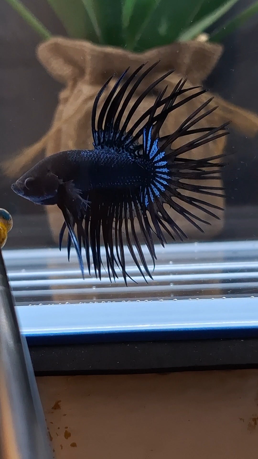 Crowntail Black Orchid Betta Fish Male