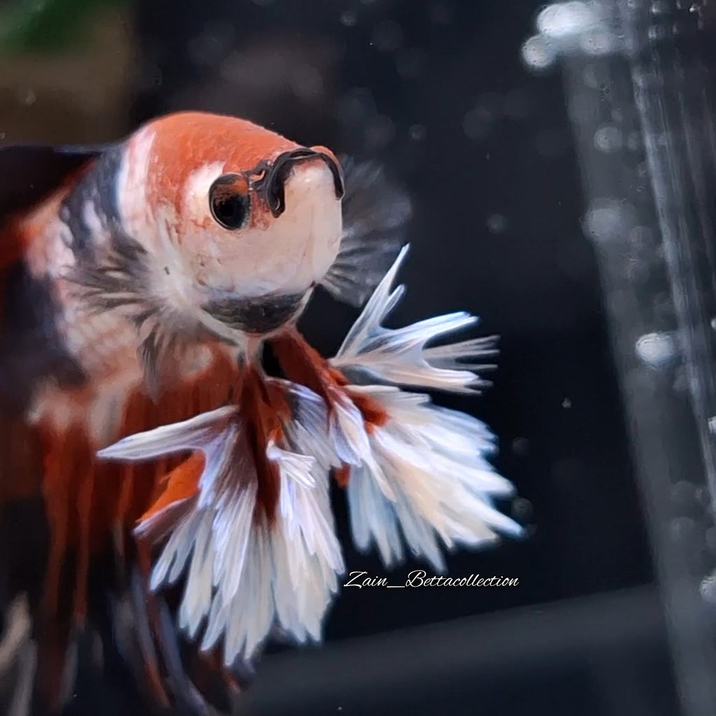 King Rosetail Fancy Super Premium Rare Betta Fish Male