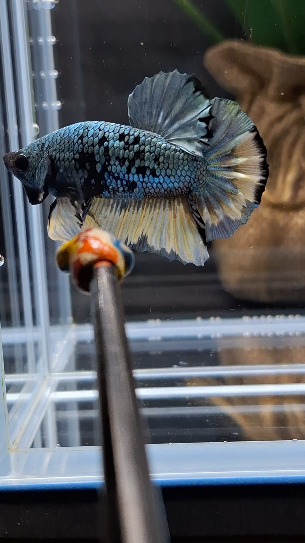 Avatar Copper Yellow Plakat HMPK Betta Fish Male