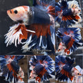 King Rosetail Super Premium Fancy Color Rare Betta Fish Male